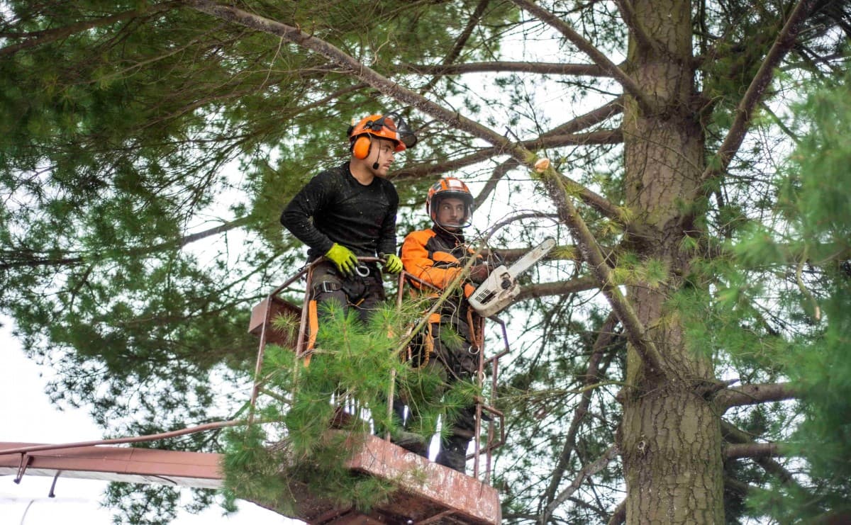 Élagage en hauteur par nacelle élévatrice à partout en France