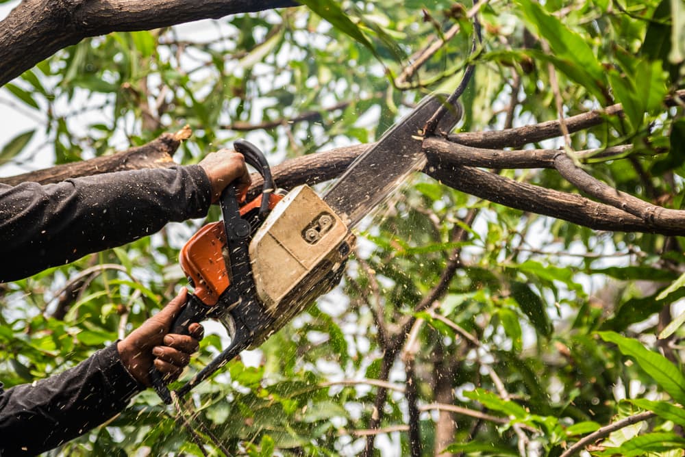 Élagueur professionnel intervenant sur un arbre à partout en France
