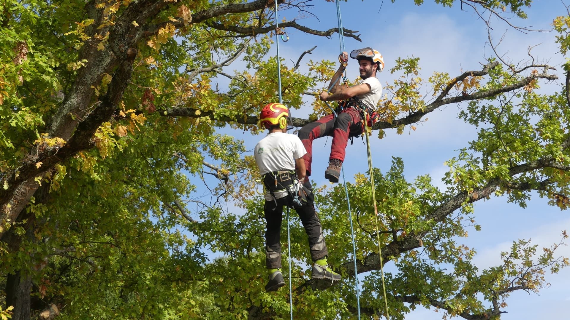 Grimpeur élagueur certifié en intervention acrobatique