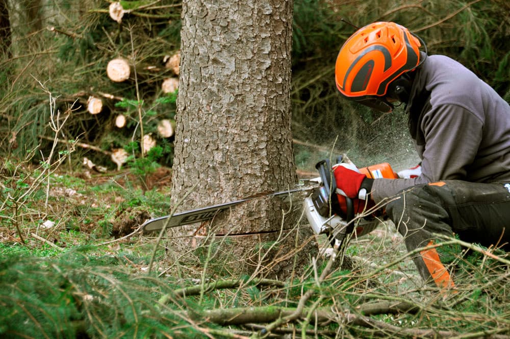 Abattage d'arbre : étapes, réglementation et risques à connaître